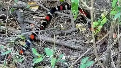 Un hallazgo inesperado en los cerros de Catamarca que sorprendió hasta al guía más experimentado