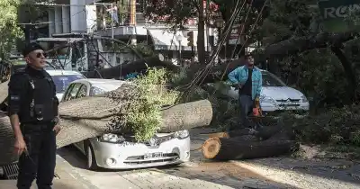 Viento Zonda y árboles caídos en Mendoza: la guía definitiva para reclamar
