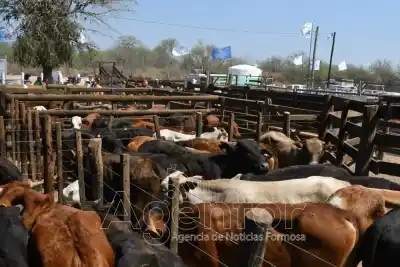 La lluvia obligó a cambiar la fecha de la Feria Ganadera Paippera: conocé los nuevos detalles