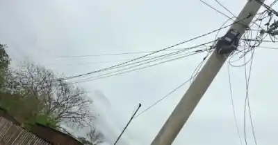 Dos tucanes provocaron un apagón en Salta: el insólito episodio que dejó a vecinos sin luz y con electrodomésticos dañados