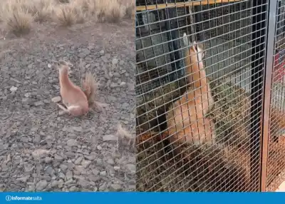 Un chulengo murió atropellado en Los Cardones: el desgarrador pedido del Parque Nacional