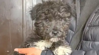 Conmovedor reencuentro: así recuperó su casa el caniche que había sido sustraído en Catamarca