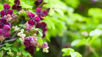 La enredadera que perfuma tu jardín con aroma a chocolate y vainilla