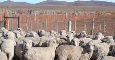 El drama de la Patagonia: Santa Cruz perdió el 70% de sus ovejas y el futuro es incierto