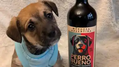 Vino con causa: la iniciativa mendocina que conquista San Juan y ayuda a los perros sin hogar