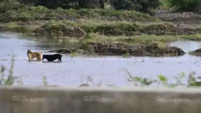 Río Dulce en alerta máxima: el caudal no para de crecer y el pronóstico meteorológico complica el panorama