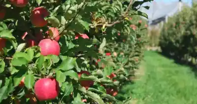 El plan de Neuquén para blindar sus tierras productivas: ¿qué cambios trae?