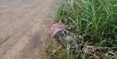 ¿Dónde van a parar las mascotas muertas en Posadas? La denuncia que expone el silencio municipal