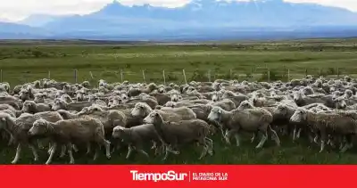 El secreto detrás de la lana más fina: así avanza el plan que revoluciona la genética ovina en Santa Cruz