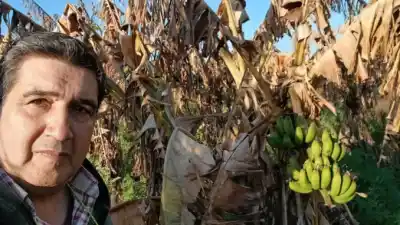 Crisis bananera en Formosa: la Federación Agraria le pide a Gildo Insfrán una audiencia urgente