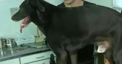 Impacto en Tablada: Un adolescente grabó un video con su perro y las imágenes circularon por redes