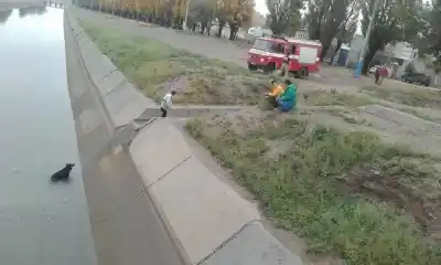 El agua vuelve a los canales de Roca y resurge la alerta por los perros que caen y no pueden salir