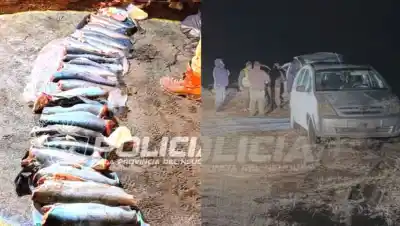 El insólito hallazgo de 32 truchas en Piedra del Águila: ¿cuánto pagarán los infractores?