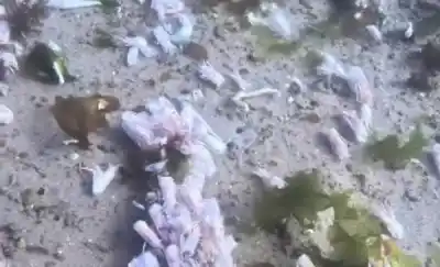 Impactantes imágenes del fondo marino en el Golfo Nuevo: ¿qué dejaron los barcos pesqueros?