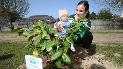 Semana del Árbol en Marull: plantarán especies nativas por cada niño nacido