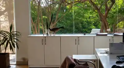 El alarmante motivo por el que zorros, tucanes y comadrejas invaden Salta