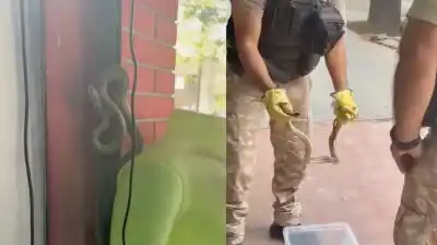 Microcentro mendocino en alerta: el inesperado visitante que trepó por la vidriera de un local