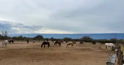 Tras las críticas en redes, la Policía Montada abrió sus puertas y mostró cómo viven sus caballos