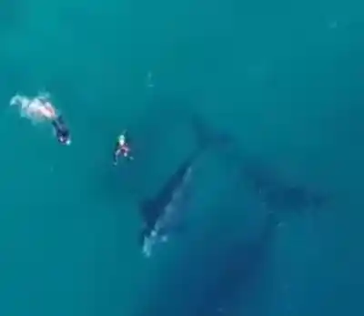 Buceo ilegal con ballenas en Chubut: la advertencia de una guía que preocupa a todos