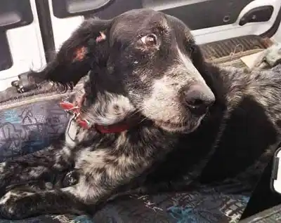 El increíble regreso de Gastón: un perro de 13 años recorrió más de mil kilómetros para reencontrarse con su familia