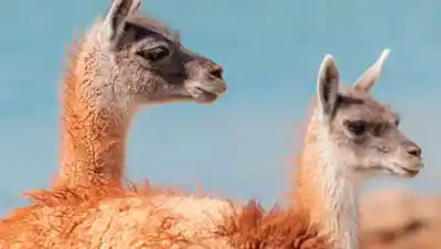 Buscan blindar al guanaco en Río Negro: proponen prohibir su caza y declararlo especie protegida