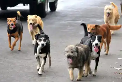Murieron cinco perros tras comer cebos tóxicos en Playa Unión: buscan al responsable