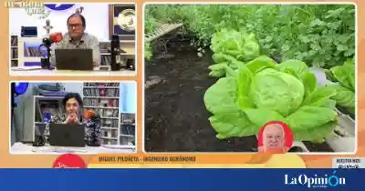 Sin tierra y con agua: el método que revoluciona la producción de verduras en Santa Cruz