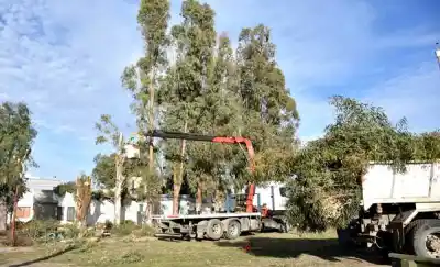 Poda y tala en Los Aromos: qué plan tiene el Municipio para los árboles que dañan la ciudad
