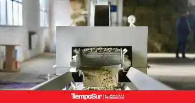 El secreto detrás del primer alimento santacruceño que podría revolucionar la ganadería ovina