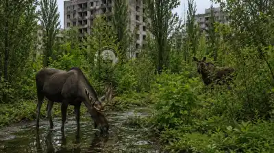 Chernóbil: lo que la naturaleza hizo con la zona prohibida 40 años después