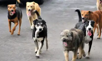Vecinos de Corradi hartos de los perros sueltos: lanzan un censo que podría traer novedades