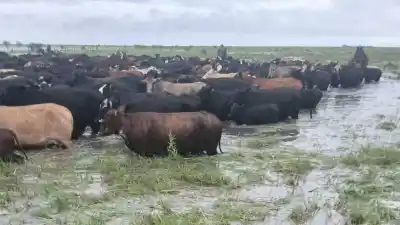 Alerta en Santa Fe: el río Paraná podría desbordarse y los ganaderos ya mueven sus animales