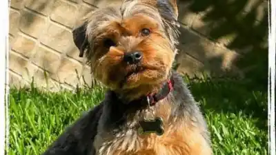 Una familia desesperada busca a su mascota perdida en Alto Padilla y ofrece recompensa