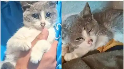 Desesperada búsqueda de “Lilo”: la gata desapareció en barrio Sargento Cabral y sus dueños piden ayuda