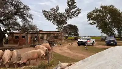 Operativo en San Justo: restringen el traslado de 200 cerdos por un brote de triquinosis