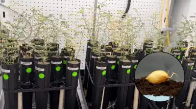 El secreto de la Luna: lograron cultivar un alimento clave en suelo simulado y el resultado sorprende