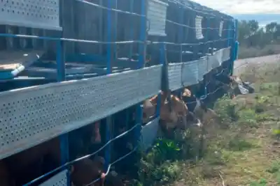 Misterio en Santiago del Estero: volcó un camión cargado de ganado y la Policía no encuentra respuestas