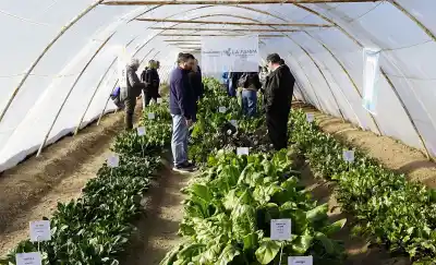 Cultivos bajo cubierta: el CERET abrió sus puertas a la primera jornada invernal