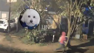 Un caniche de 14 años fue robado en El Pozo: su dueño lo persiguió y el final sorprendió a todos