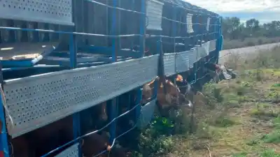 Un camión con 110 vacunos volcó en Moreno: 18 murieron y el resto se dispersó