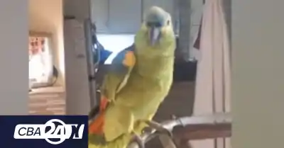 Un loro viral expuso una problemática ilegal en Córdoba
