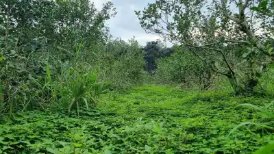 El yerbal que desafía la sequía: biodiversidad como herramienta de producción