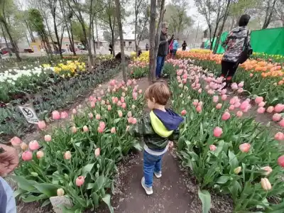 Vuelve el jardín de los 80 mil tulipanes: la nueva temporada que promete un mar de colores en Villa Rumipal