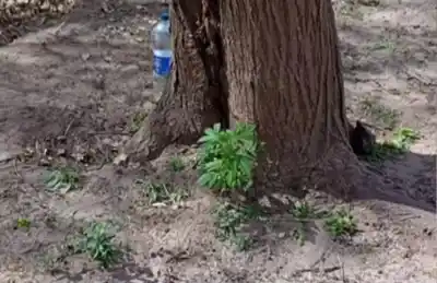 Hallazgo en un camping de Salta: plantas de marihuana junto a los asadores