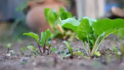 La verdura que podés sembrar en agosto y cosechar varias veces en primavera