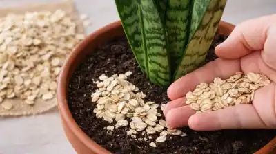 El truco casero con avena que está revolucionando el cuidado de la lengua de suegra