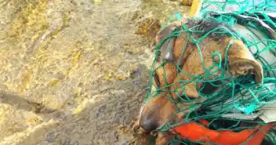Un perro de gran tamaño quedó atrapado en un cauce y el rescate se volvió una pesadilla