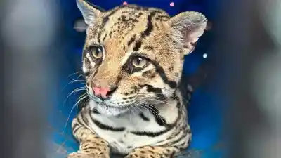 Hallaron un gato onza en una trampa y el operativo de rescate que siguió sorprendió a todos
