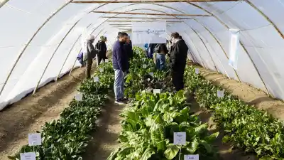 General Pico apuesta a los cultivos de hoja bajo invernadero: ¿qué se vio en el CERET?