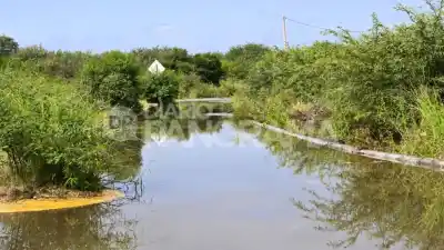Alerta en Santiago: La crecida del río Dulce trae visitantes inesperados a los barrios